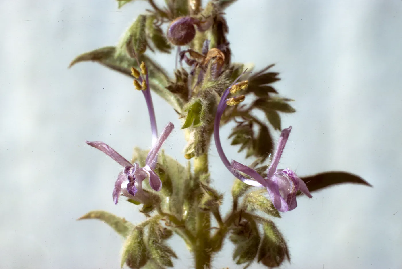 Trichostema lanceolatum