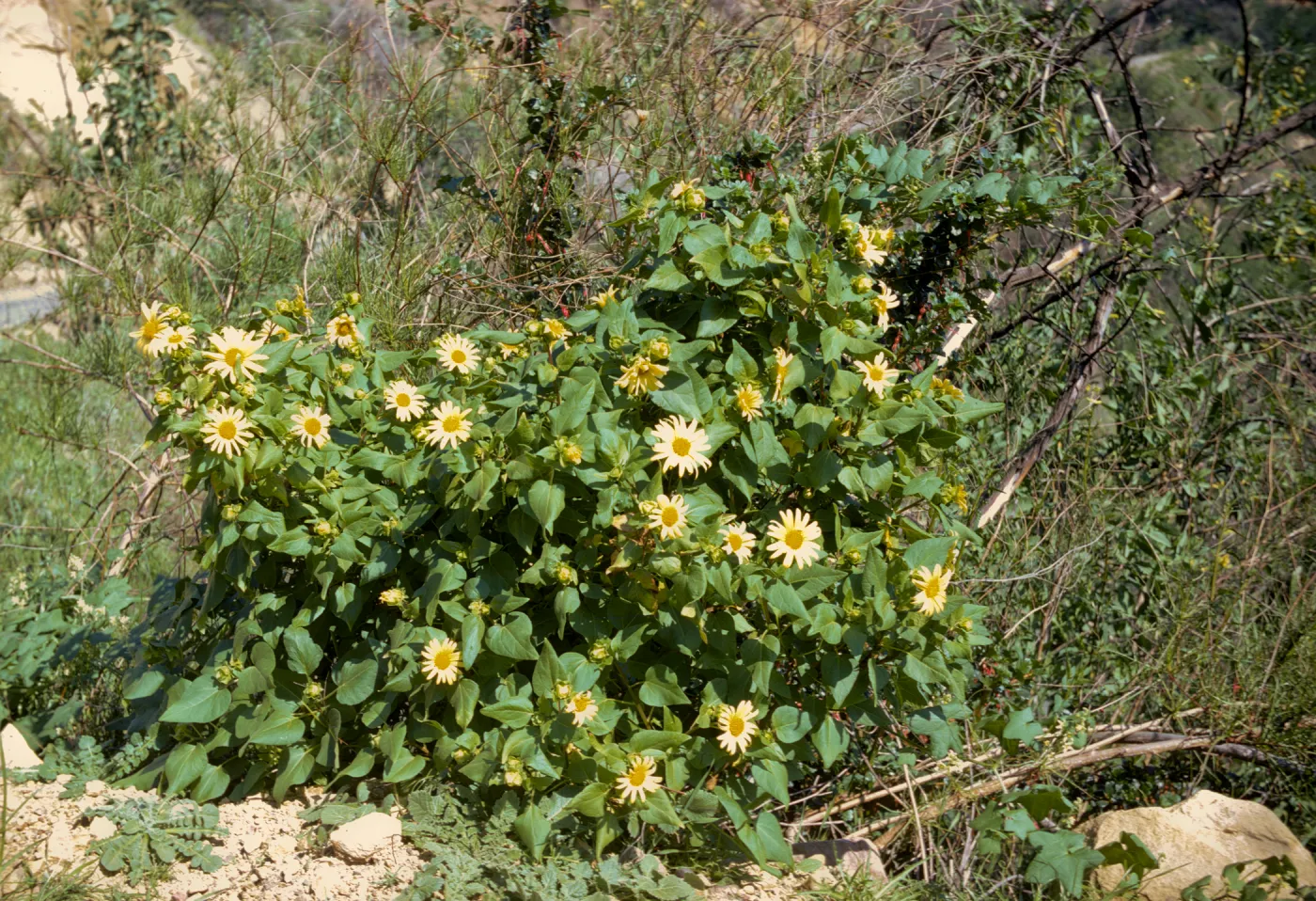 Venegasia carpesioides