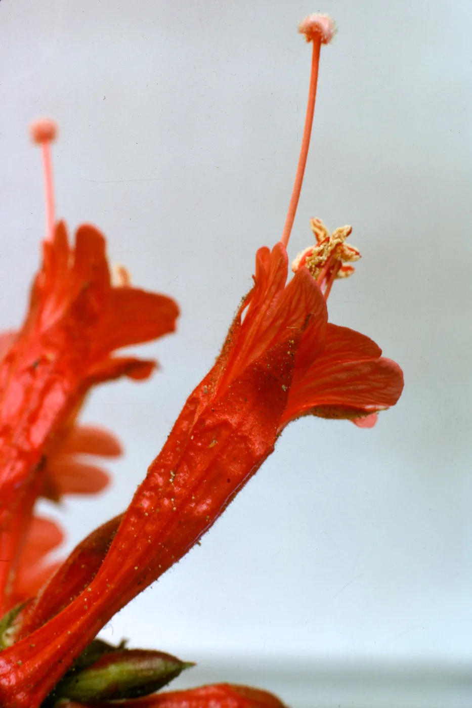 Zauschneria californica ssp. latifolia