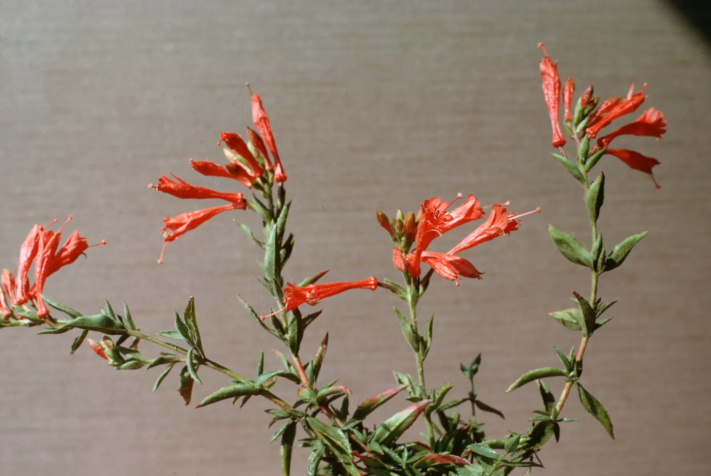 Zauschneria californica ssp. latifolia