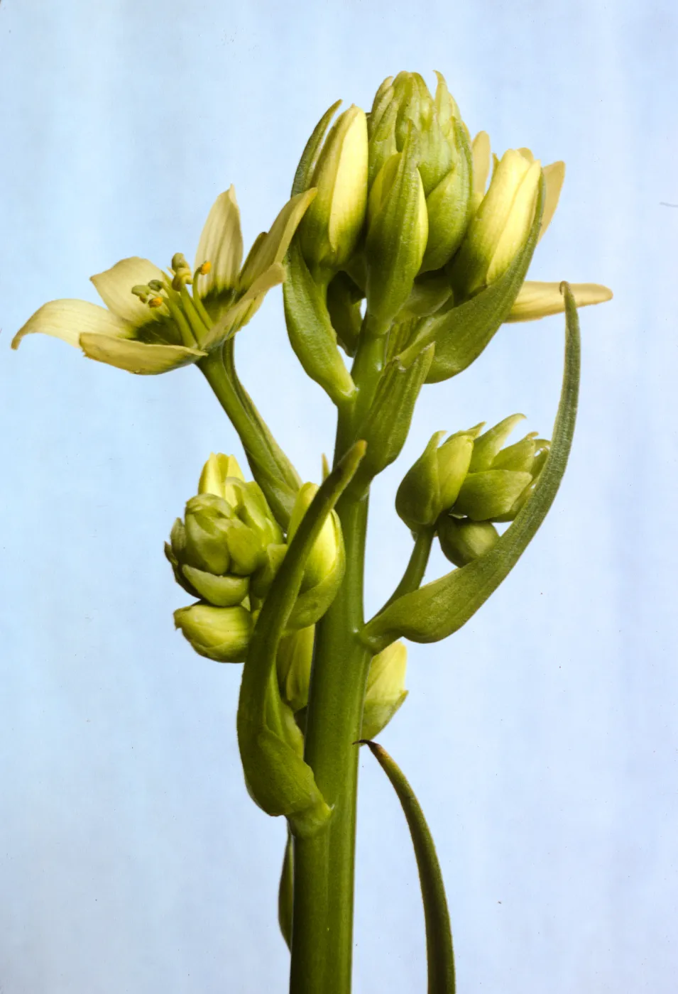 Zigadenus fremontii (Subspecies Unknown)