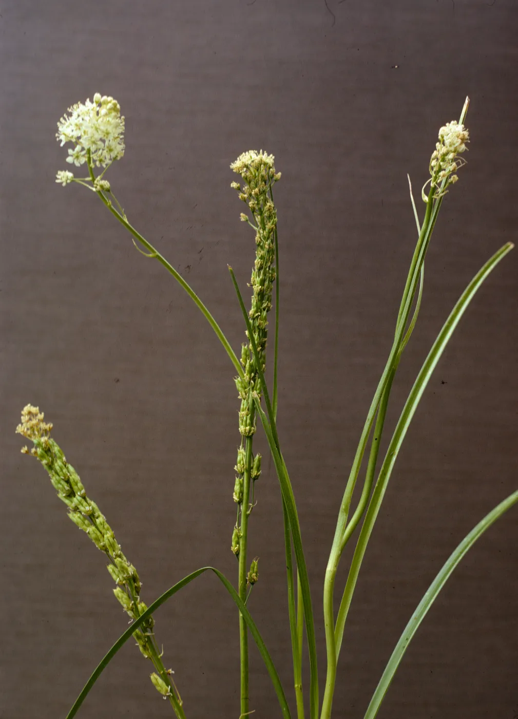 Zigadenus venenosus