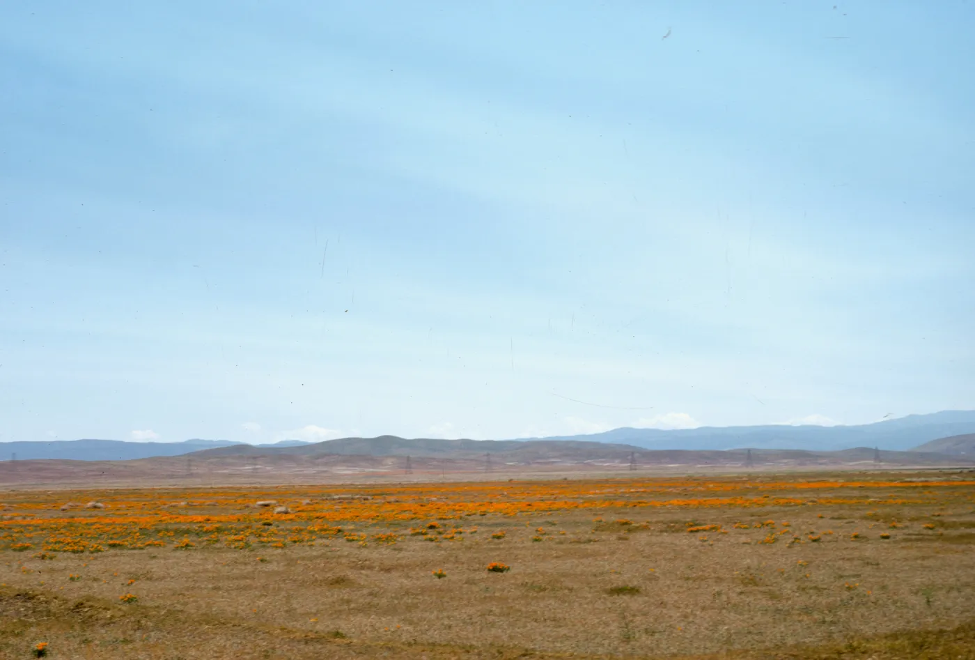 Eschscholzia californica