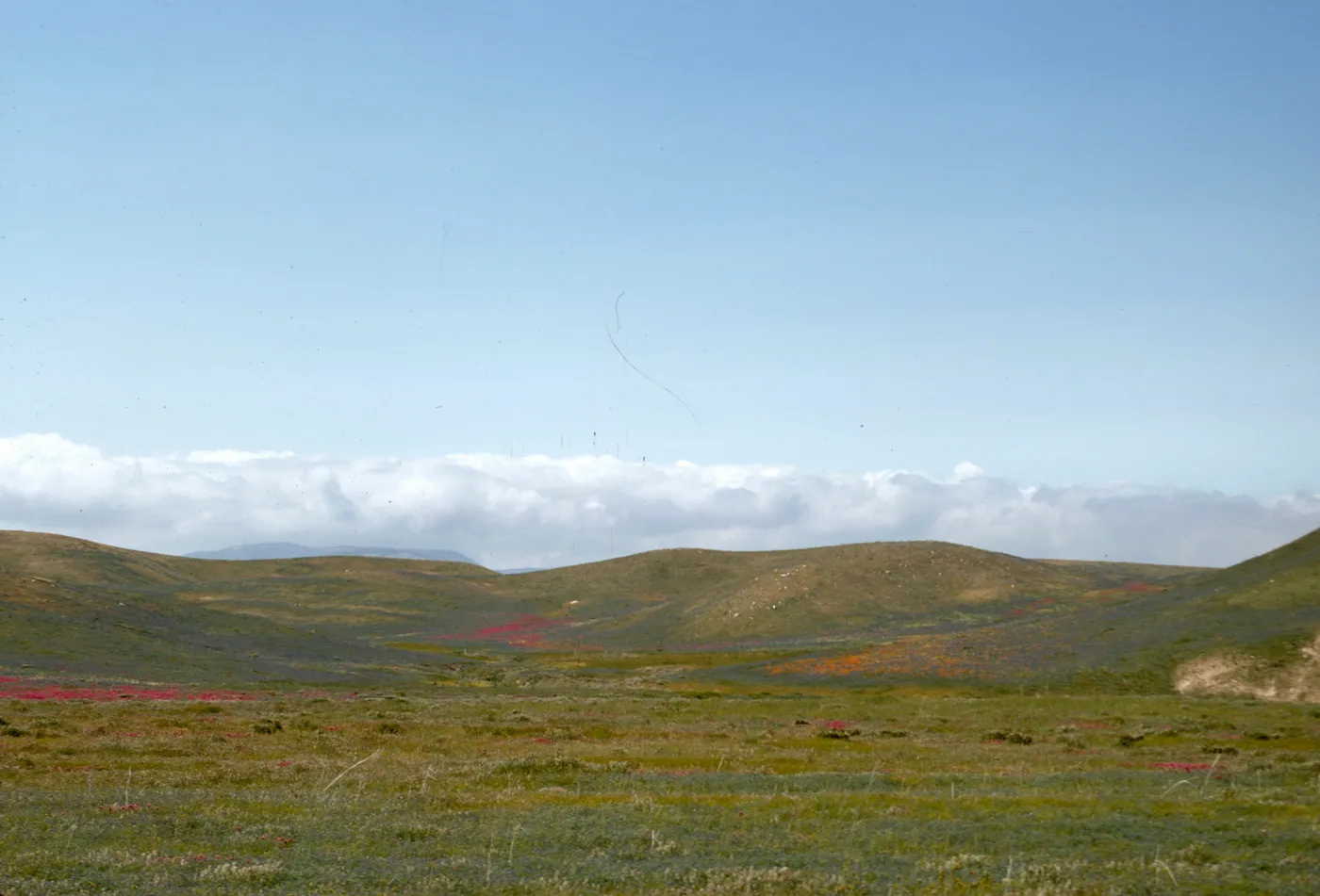 Antelope Valley Spring Wildflowers