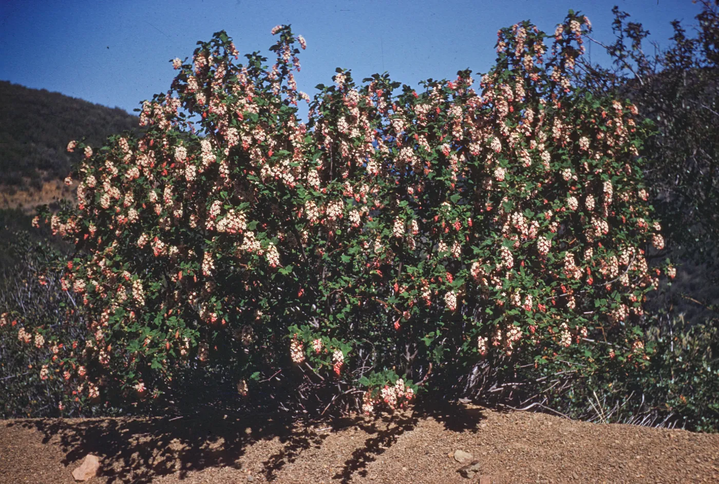 White Flowered Currant, Santa Ynez Mountains