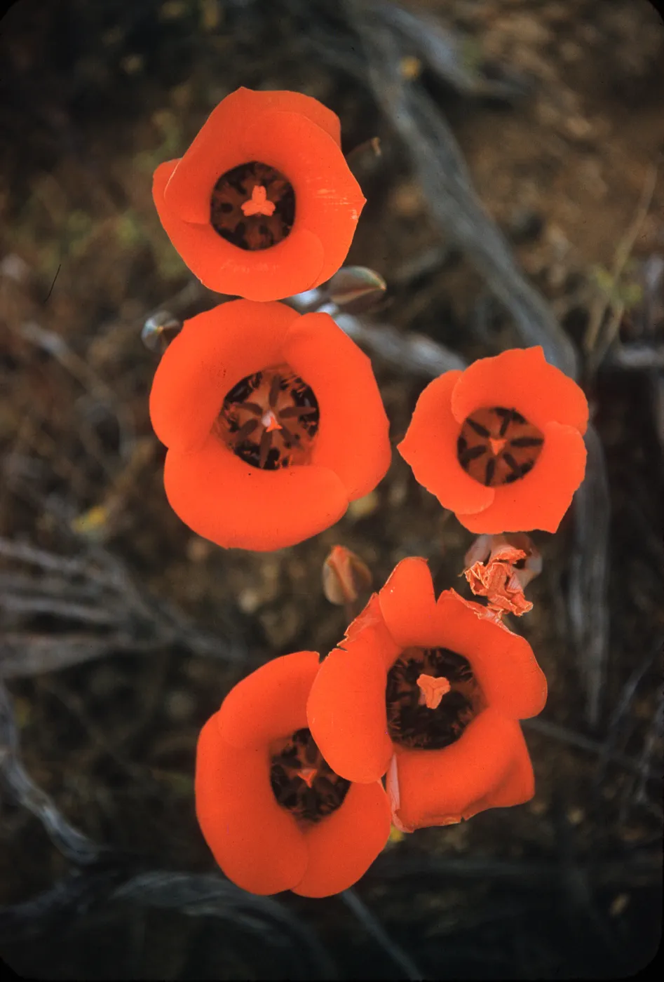 Calochortus kennedyi, Antelope Valley