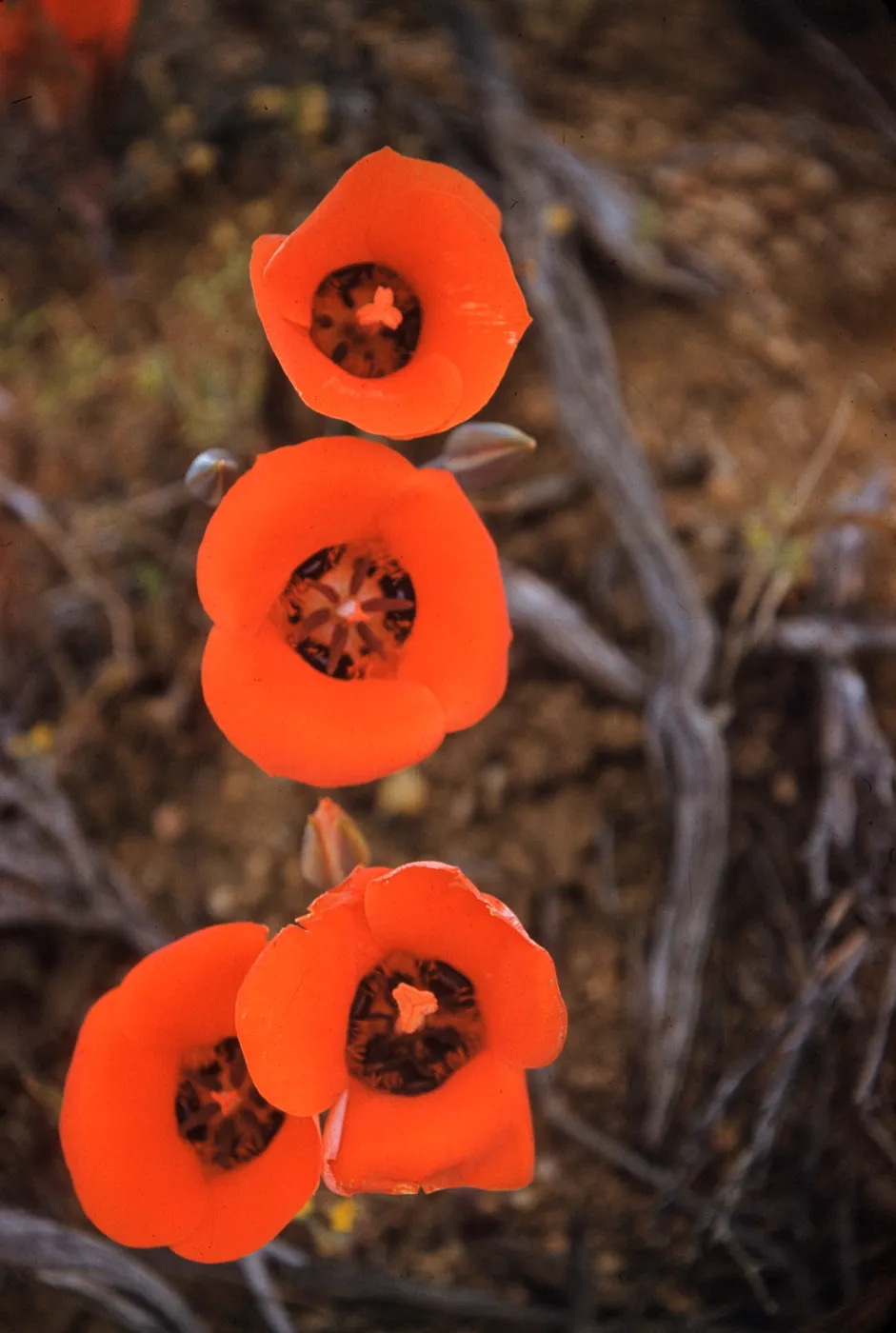 Calochortus kennedyi, Antelope Valley 