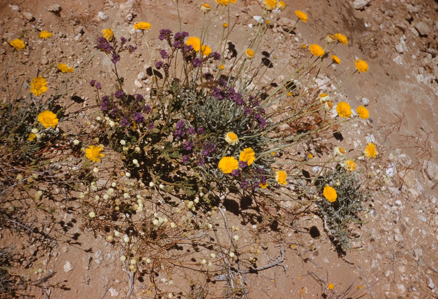 Baileya multiradiata, Desert Marigold, Phacelia, Kingston Mountains 