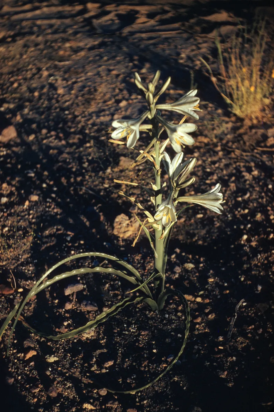 Hesperocallis undulata, Desert Lily