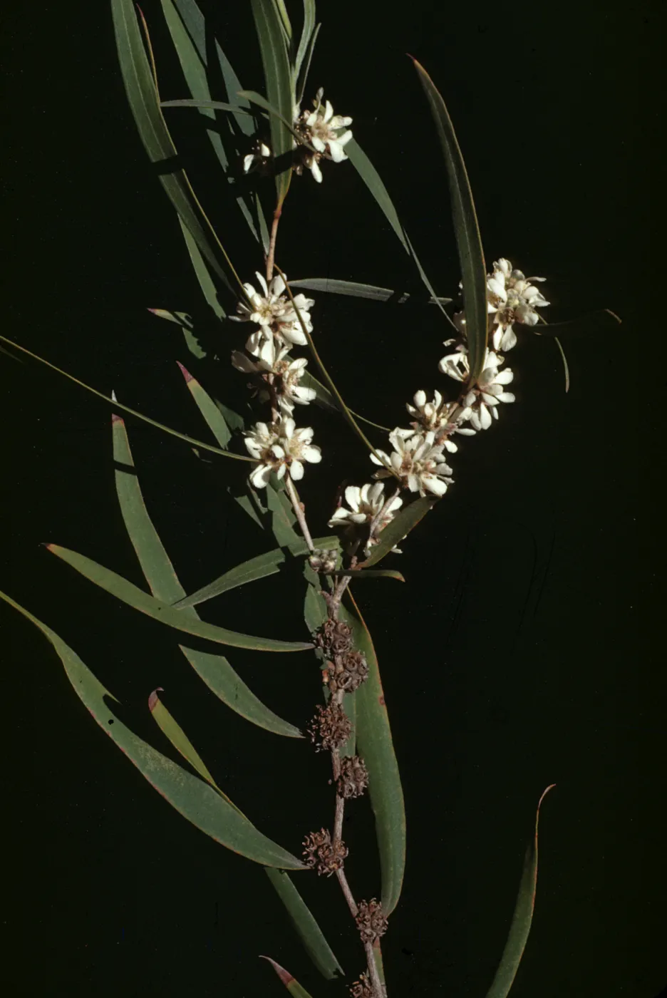Agonis flexuosa