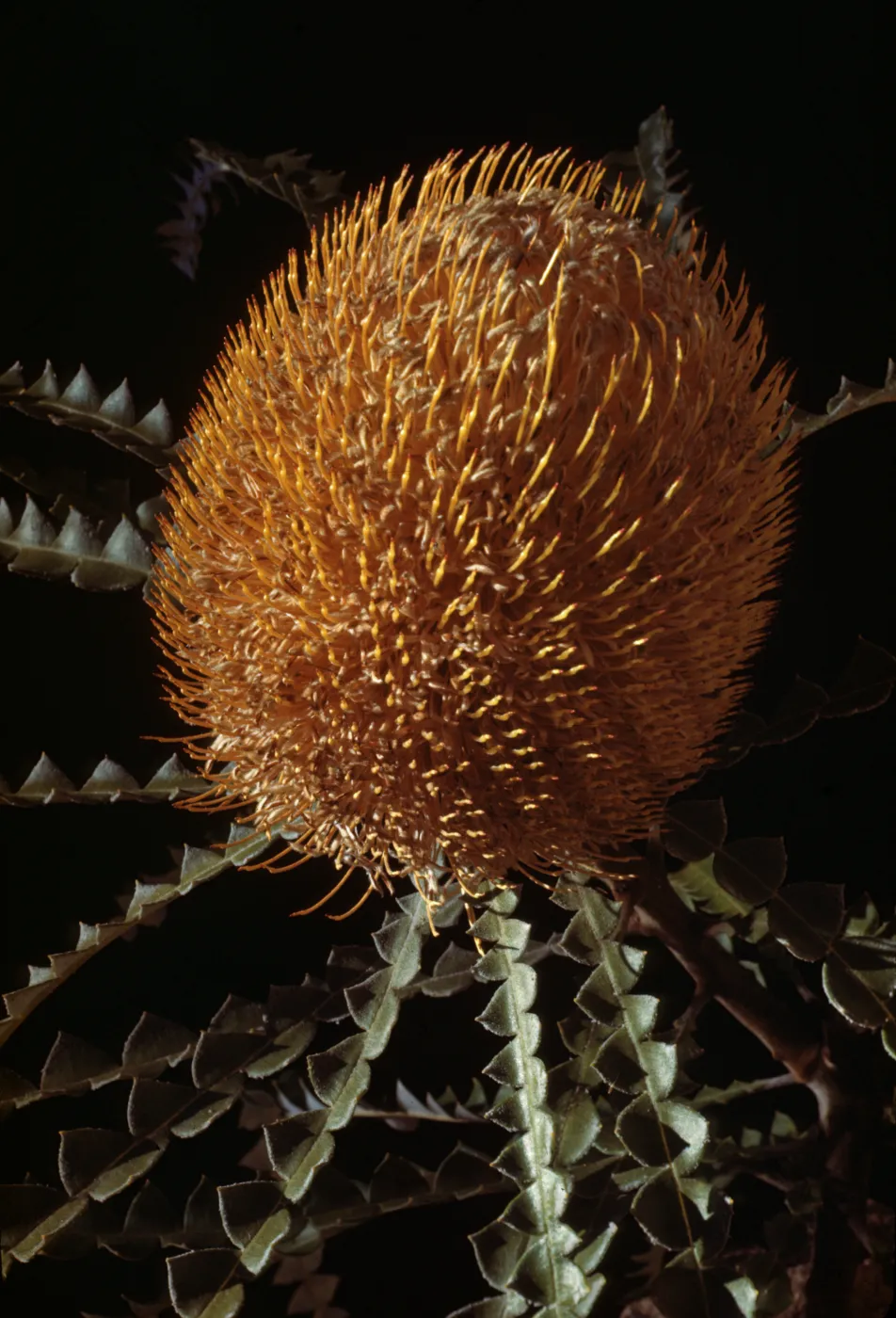 Banksia speciosa flower