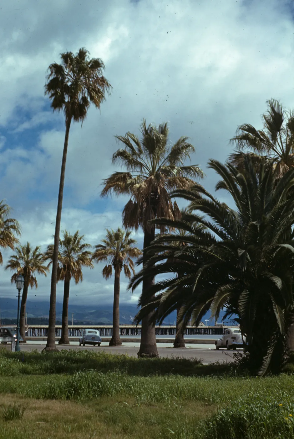 Washingtonia filifera and Washingtonia robusta