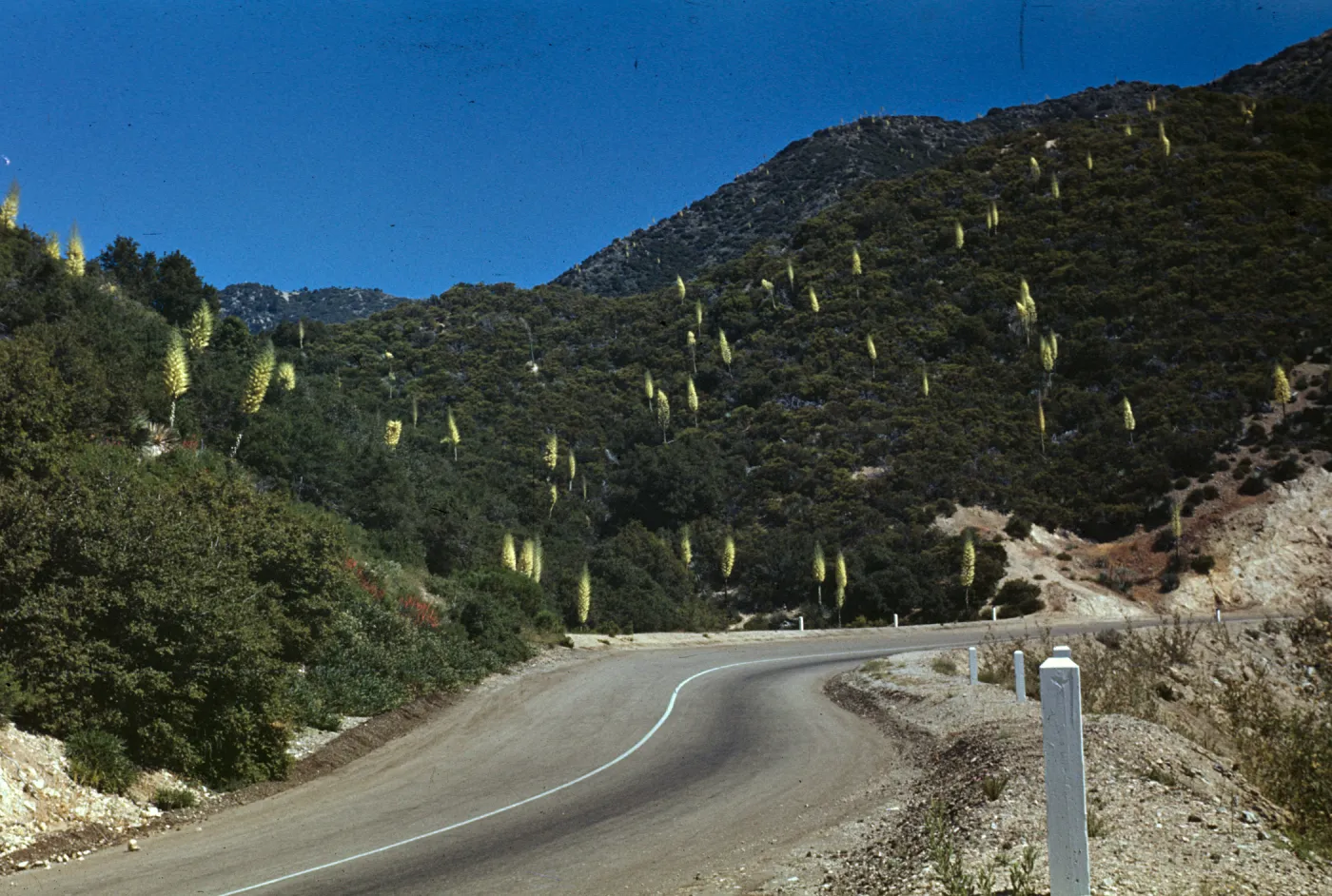 Yucca whipplei at Angeles Crest