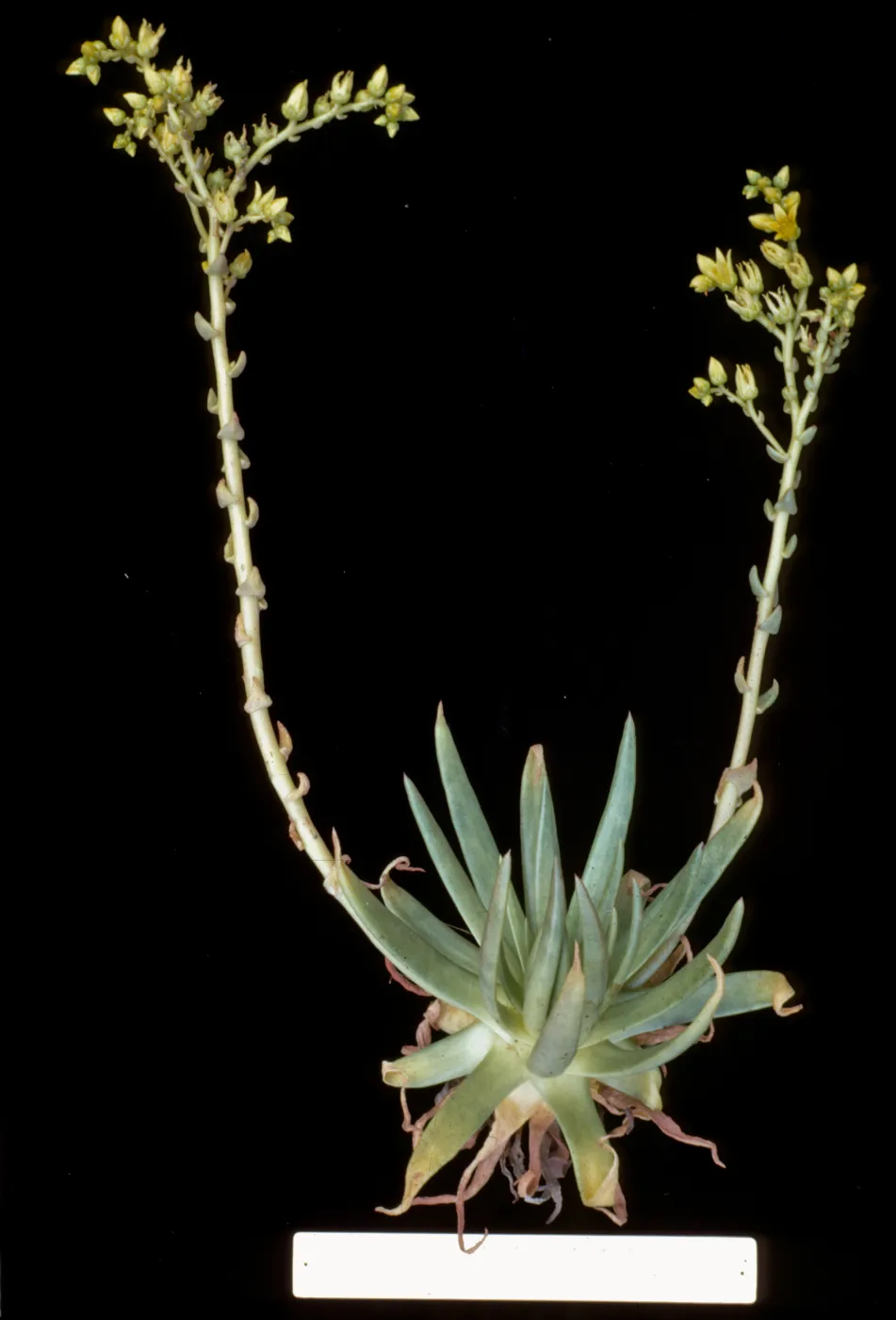 Dudleya stolonifera
