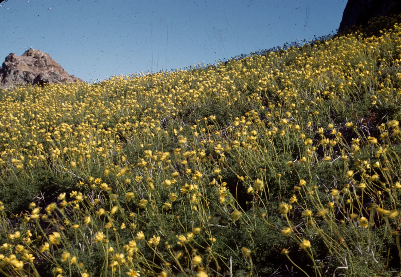 Coreopsis maritima