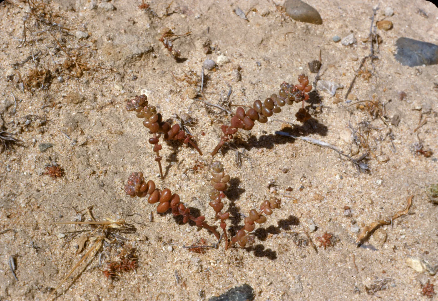 Dudleya blochmaniae (liveforevers)