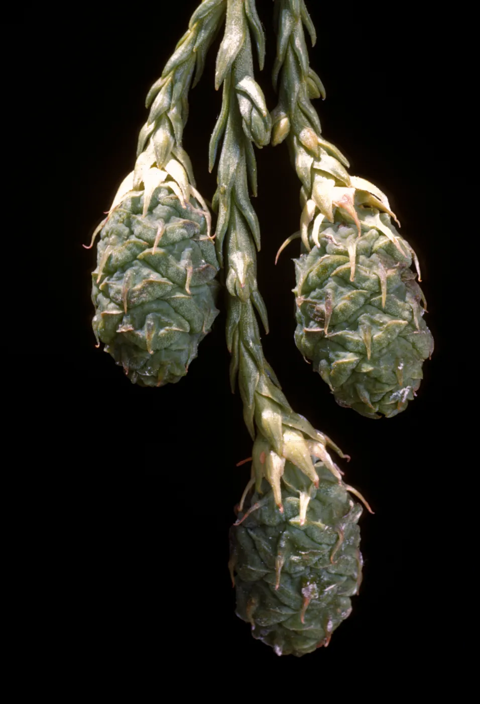 Sequoia sempervirens (Coast Redwood)