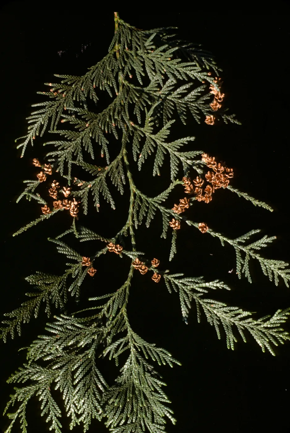 Thuja plicata