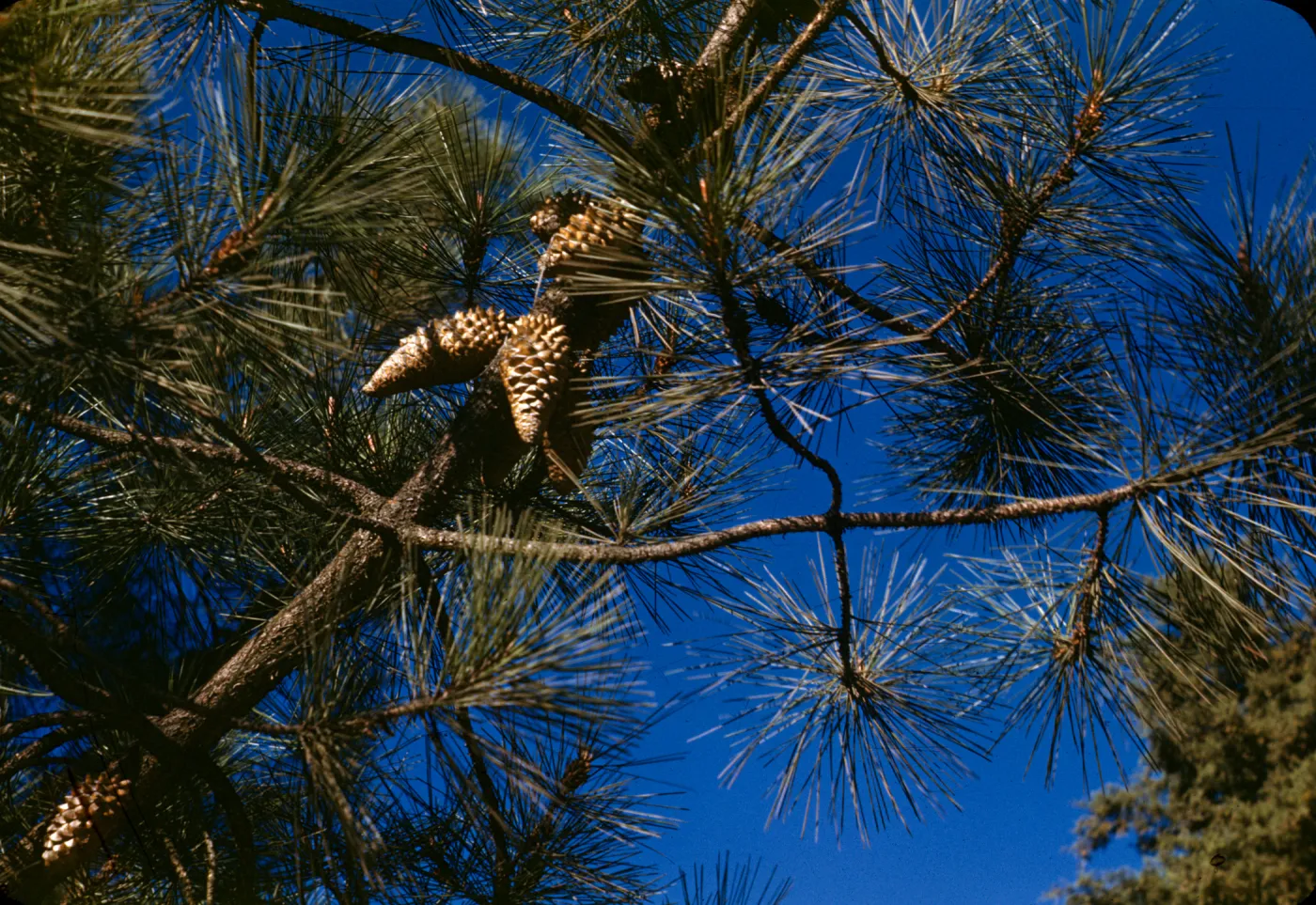 Pinus attenuata