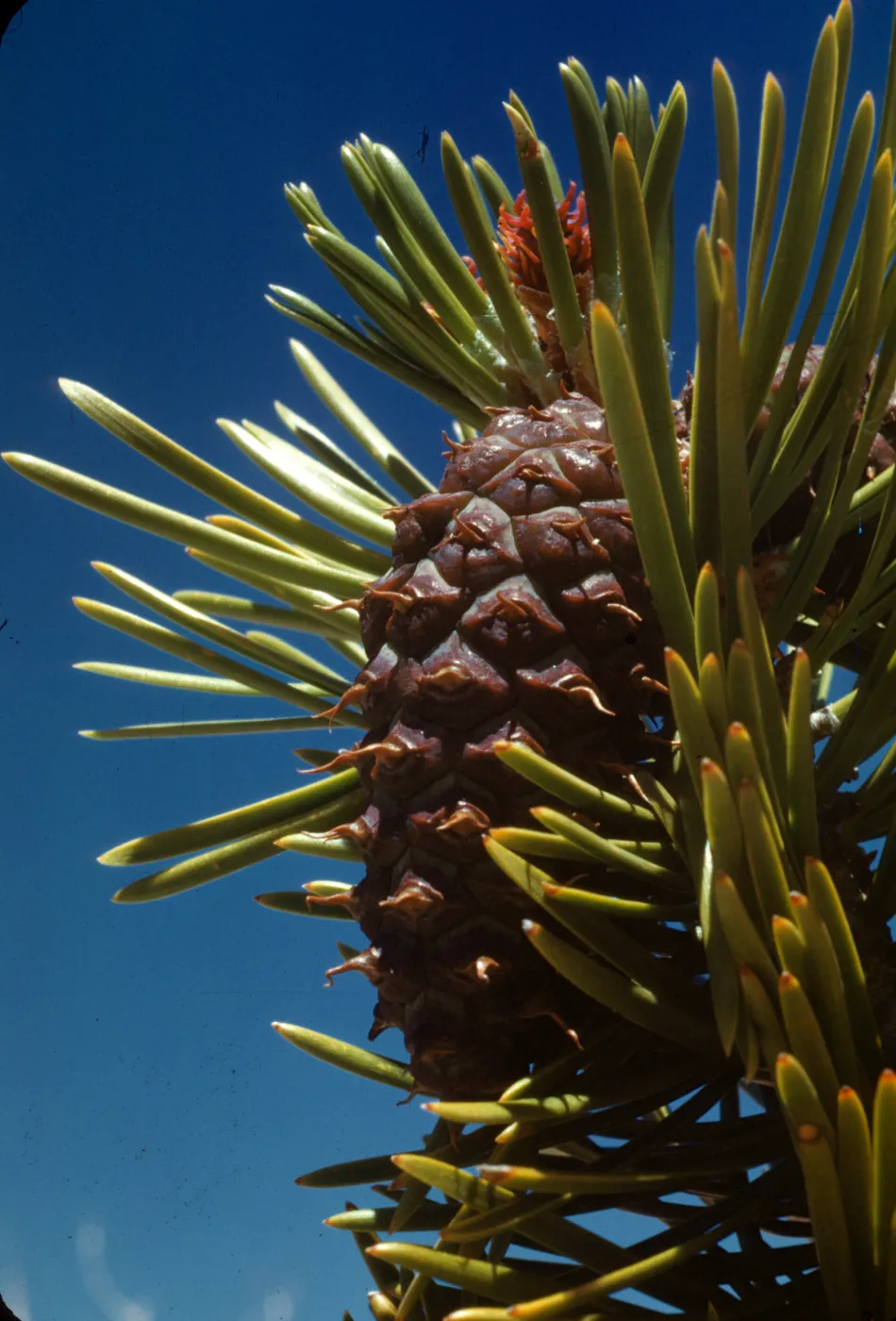 Pinus murrayana
