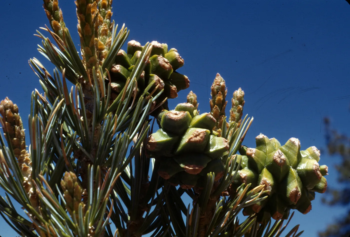 Pinus quadrifolia