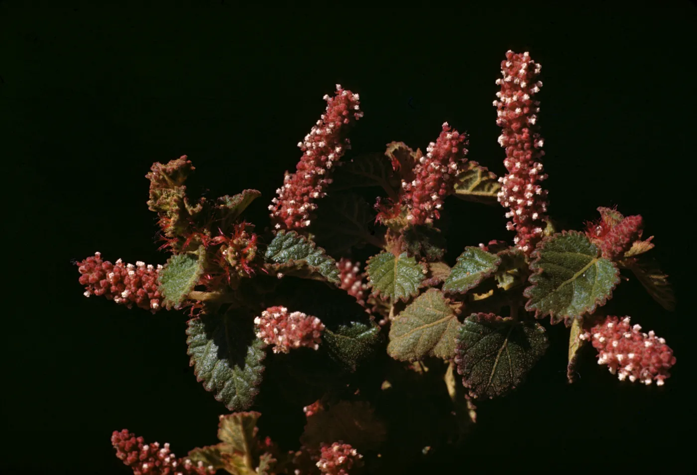 Acalypha californica