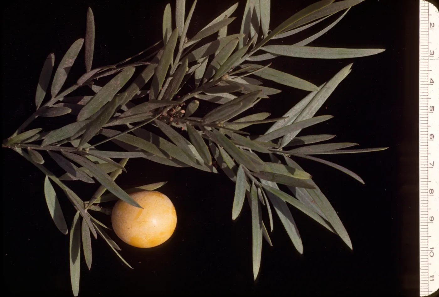 Podocarpus gracilior ( Fern Pine ) 