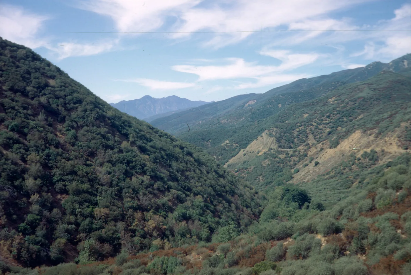 Sespe Gorge chaparral