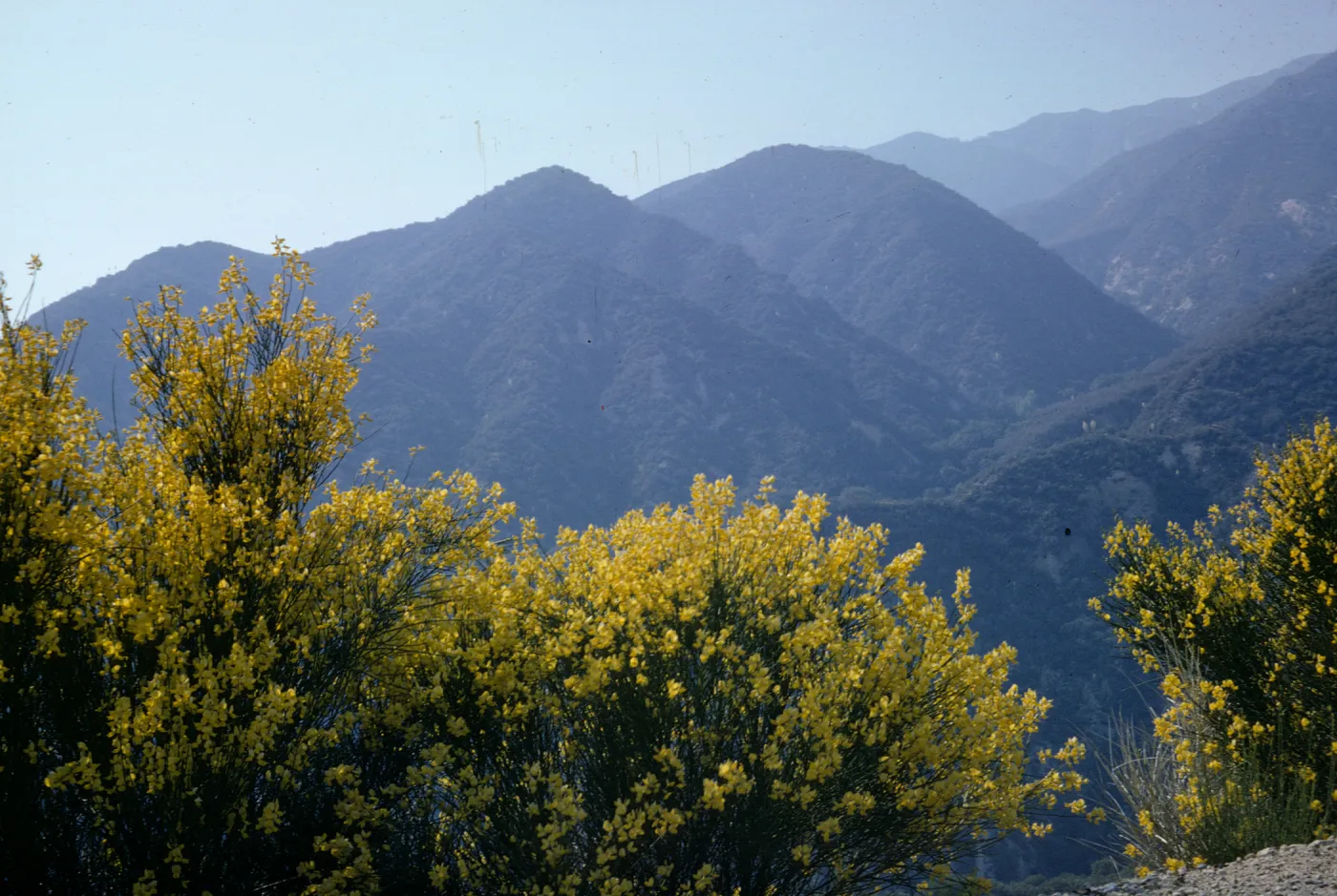 Scotch broom in flower, Chaparral