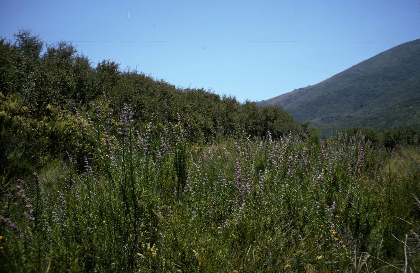 Santa Monica Mountains, chaparral