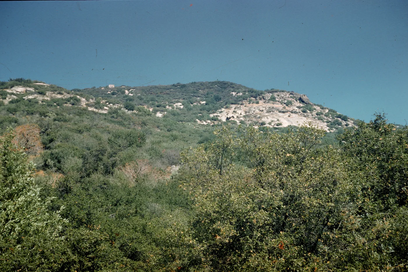 western Sierra Mountains chaparral