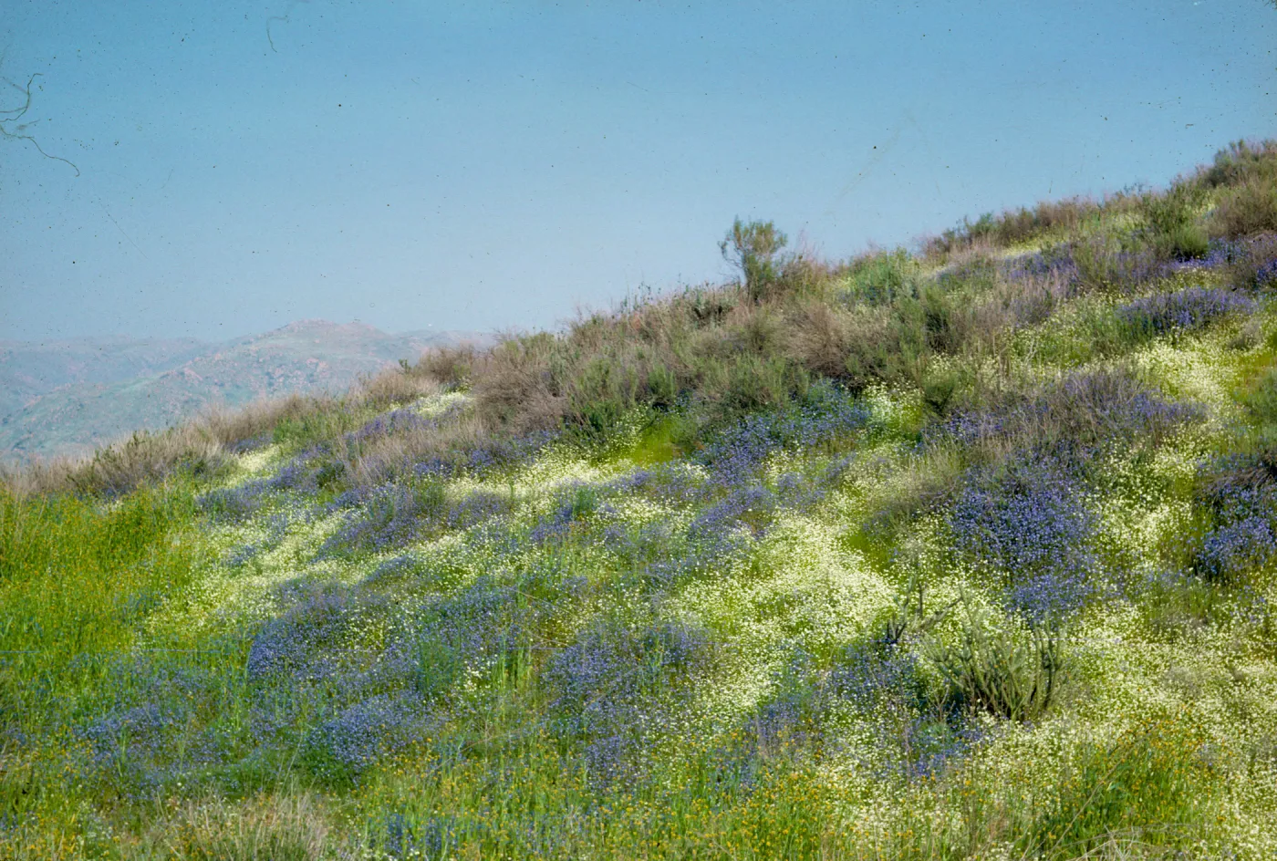 Waves of Nemophila