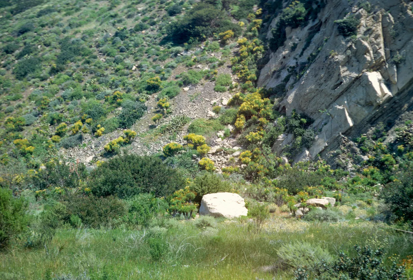 soft chaparral, near Point Mugu