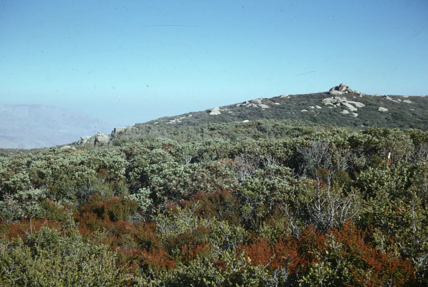 chaparral, Palms to Pines Highway