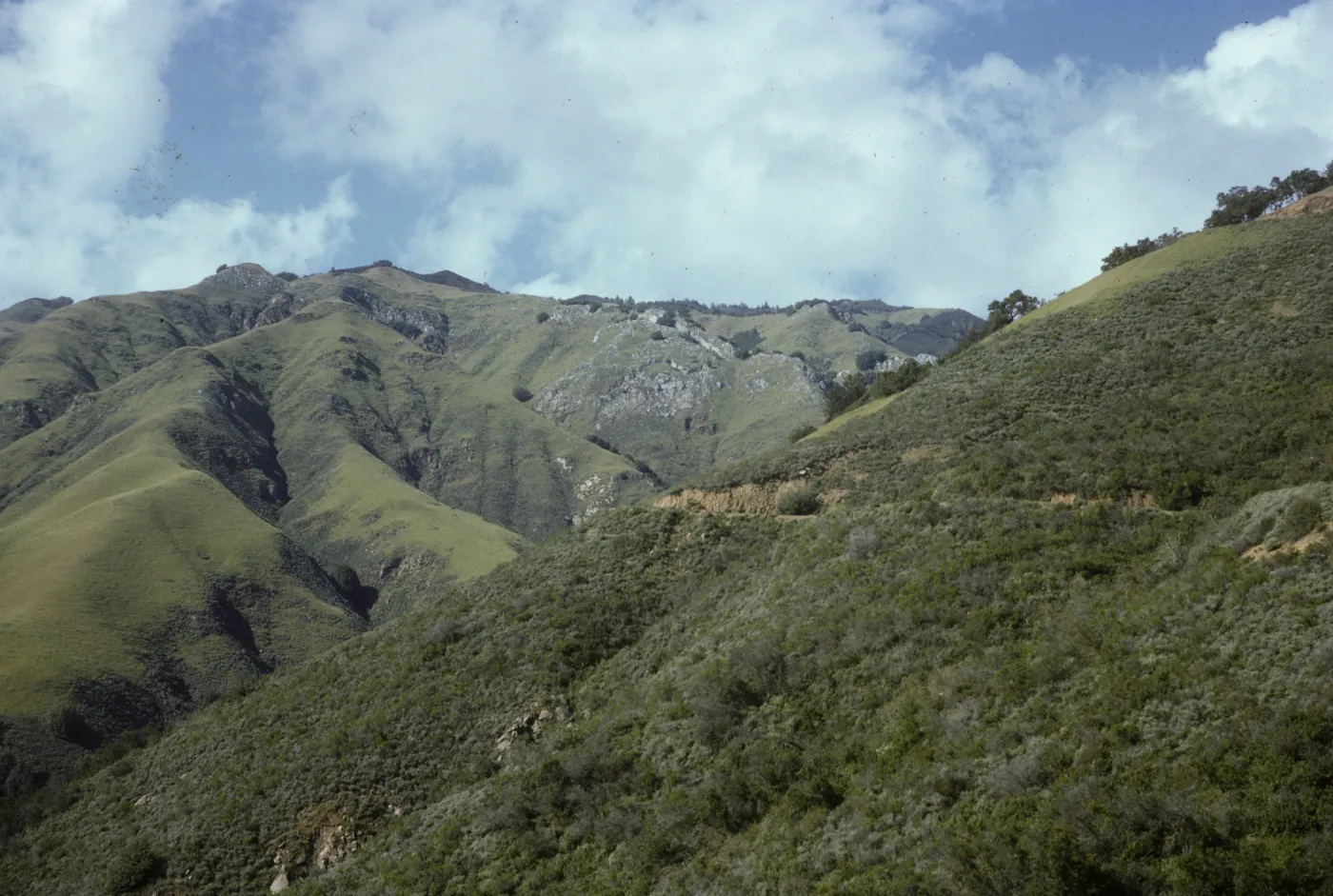 Chaparral