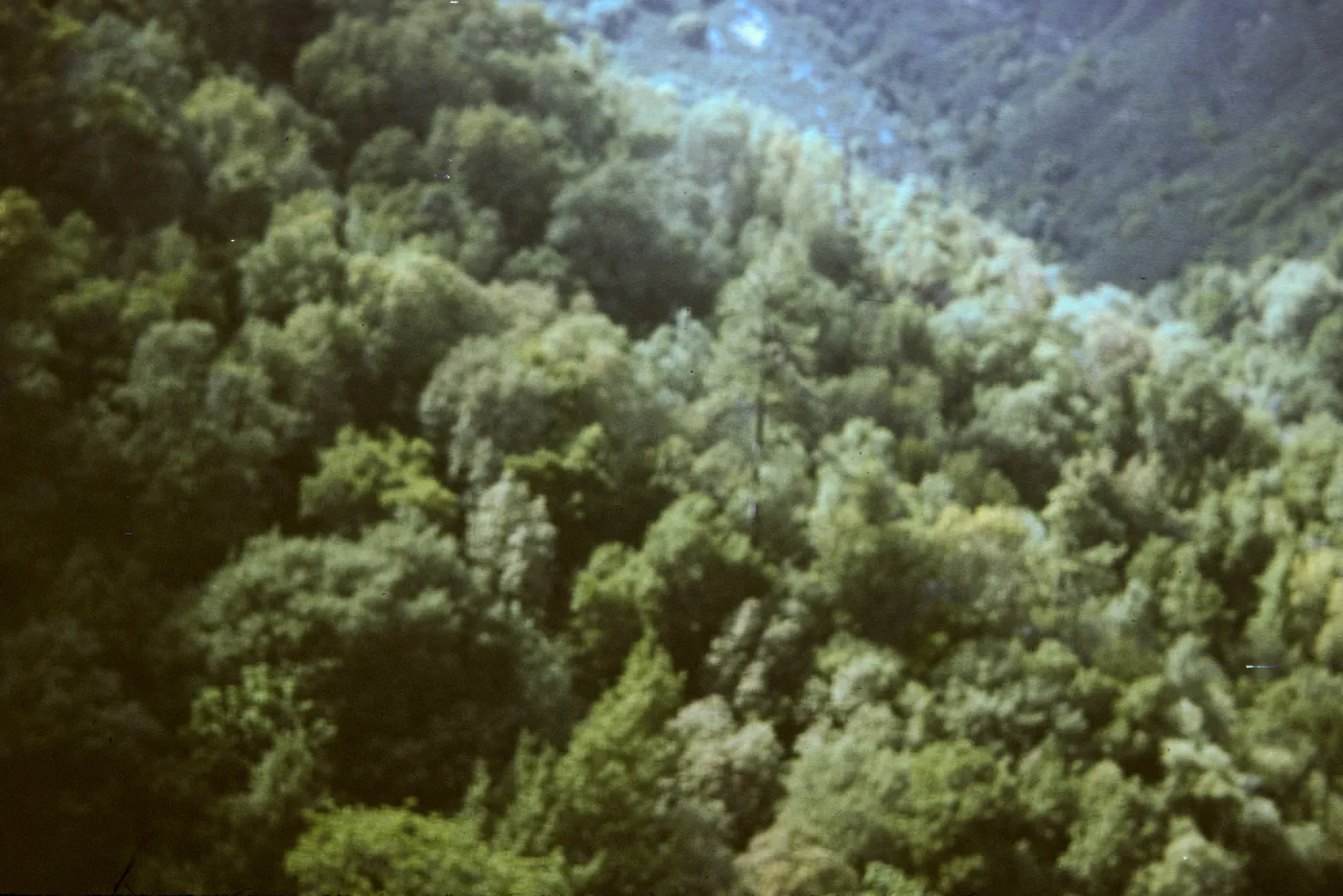'Cooper Forest' 