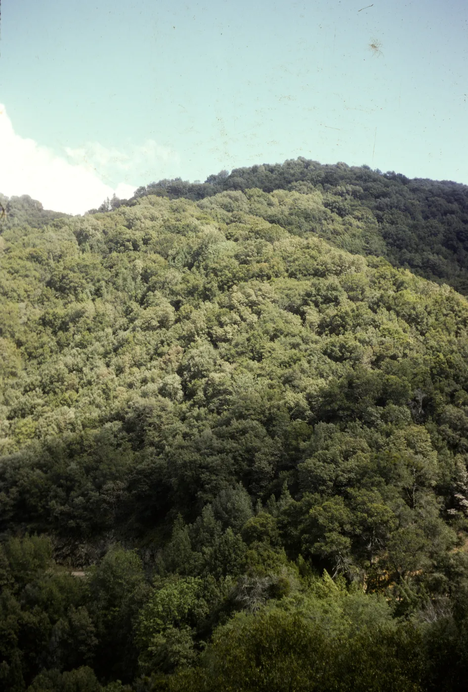 'Cooper Forest'