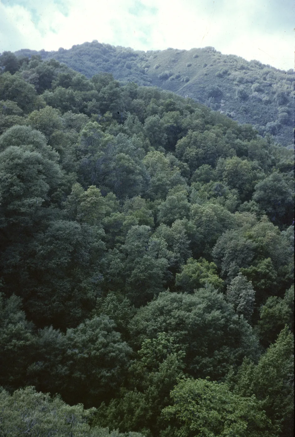 'Cooper Forest'