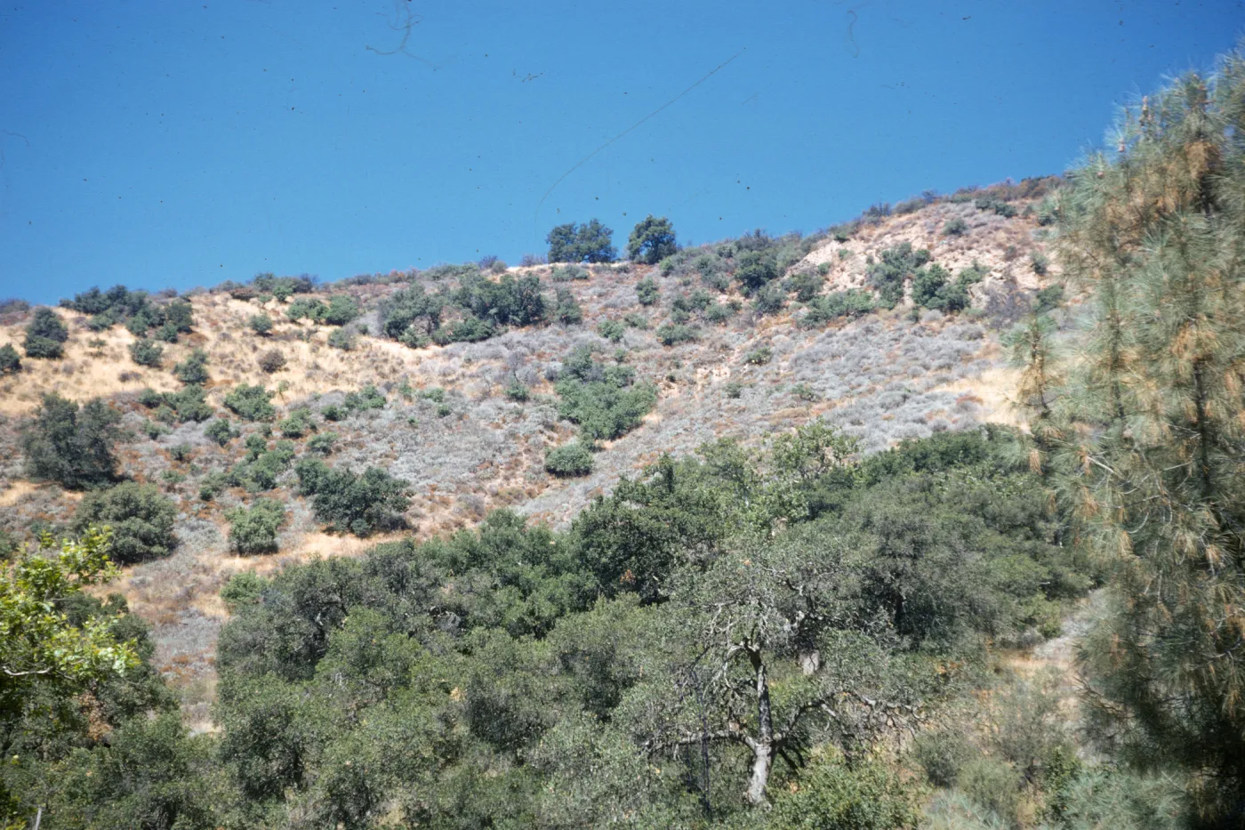 coastal sage, Figueroa