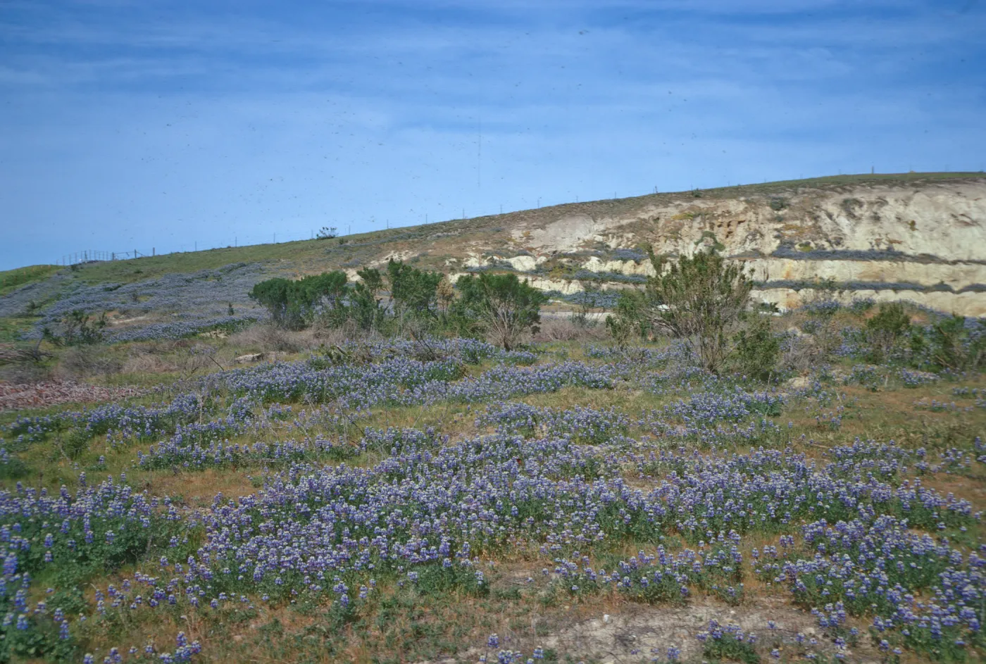 Lupines in bloom, Morro Bay