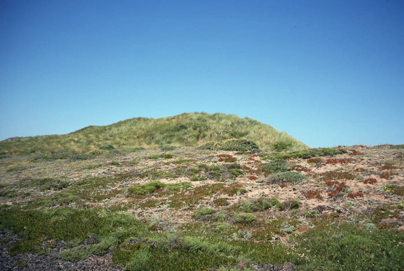 sand dunes, Point Reyes