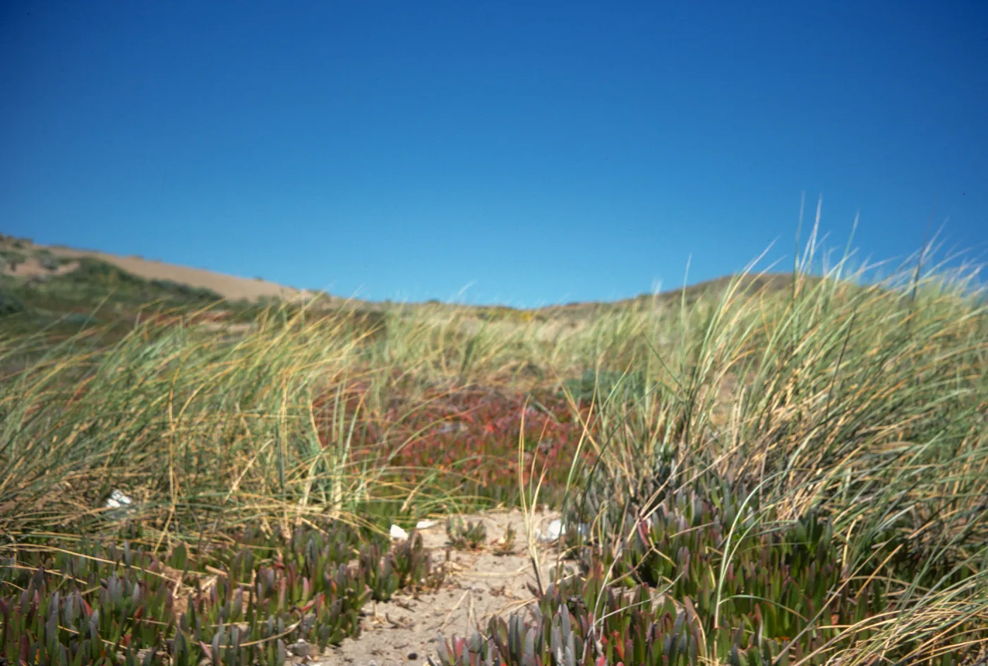 coastal sand dunes, Point Reyes