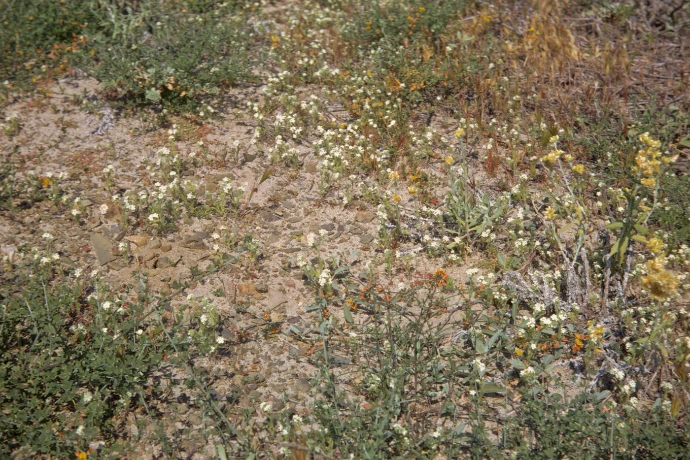beach plants, Point Mugu