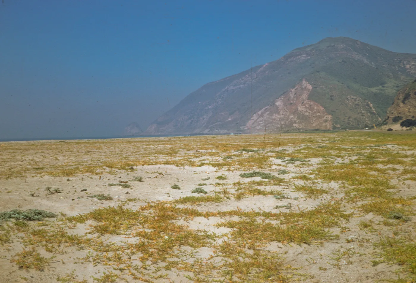 coastal strand, Point Mugu