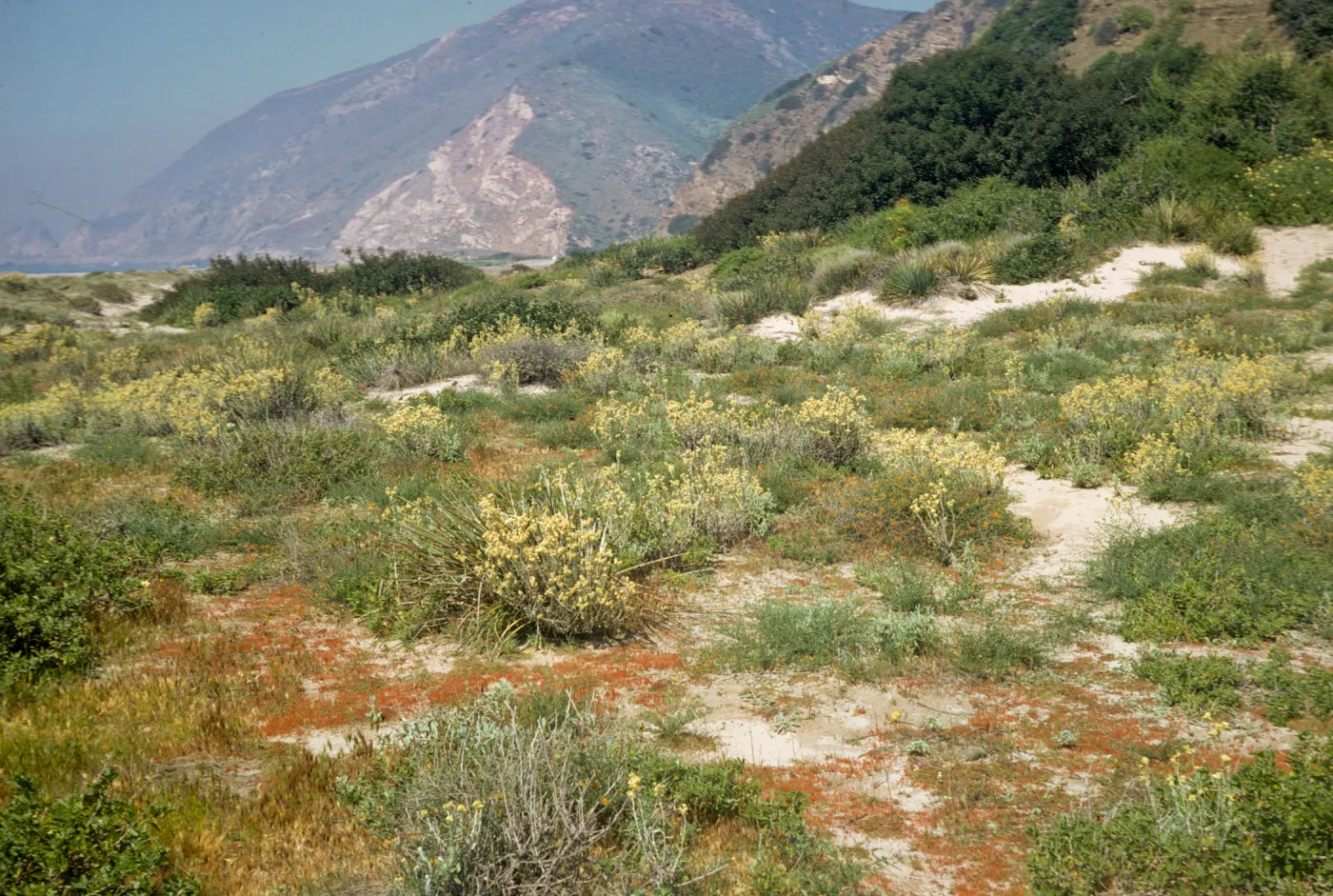 coastal strand, beach plants, near Point Mugu