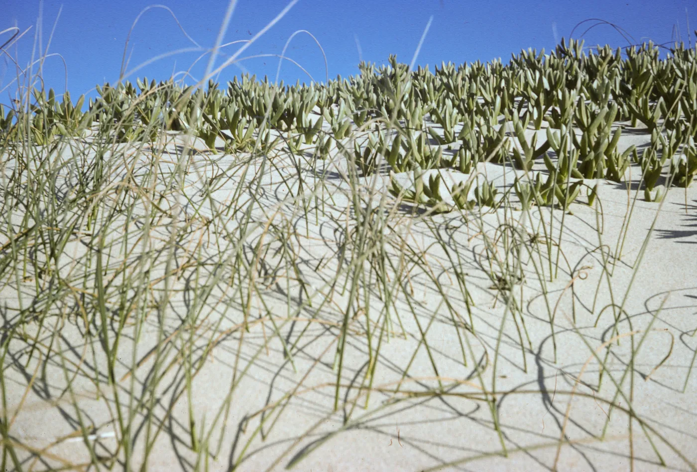 coastal dune, Pismo Beach