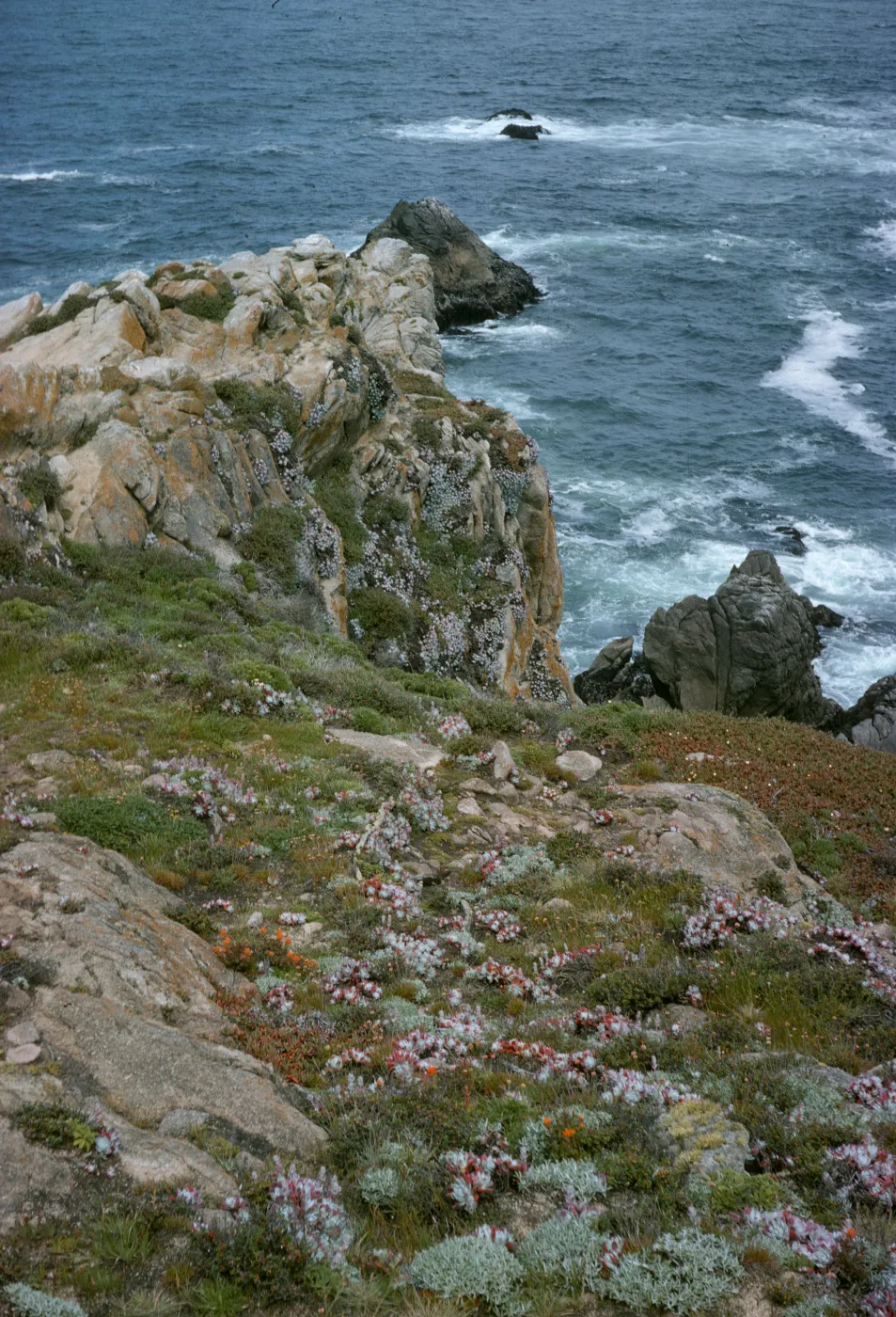 Monterey coastline