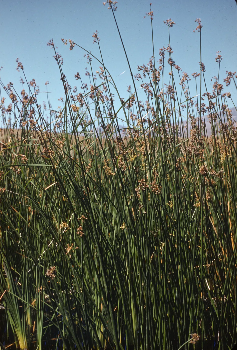 Marsh at Jalama Beach