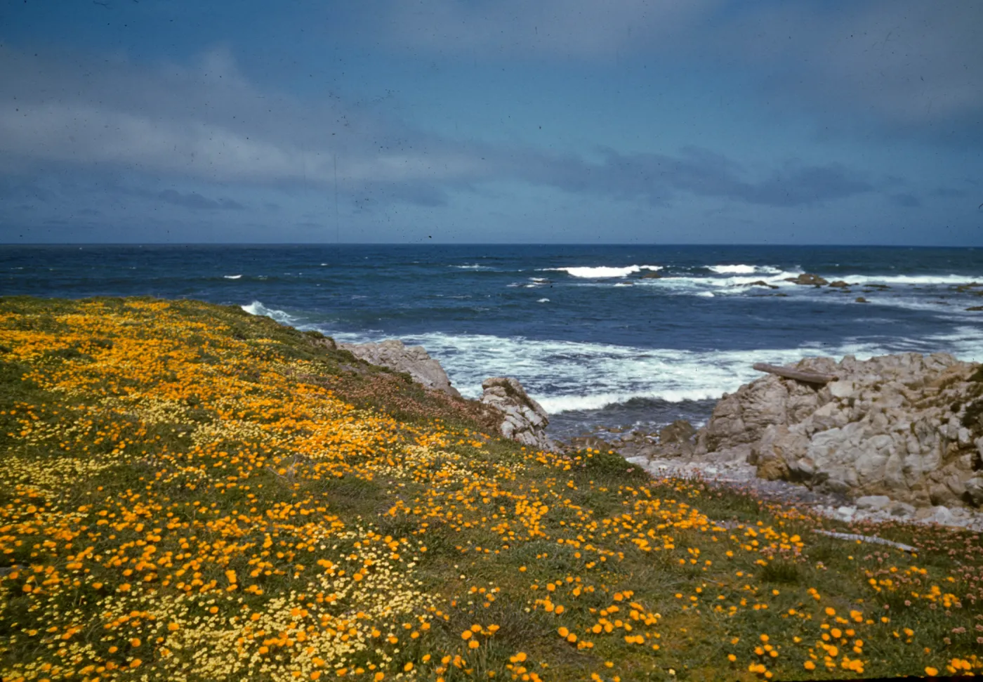 Wildflowers along the California coast