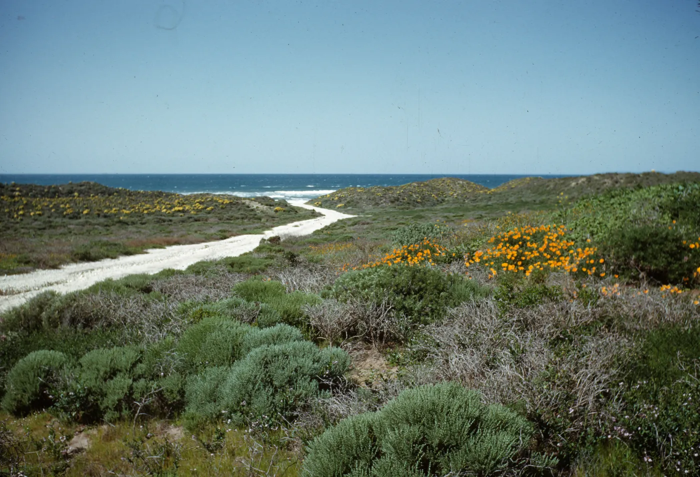 Poppies blooming along California coast